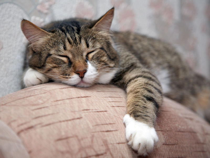 Cats At Home
