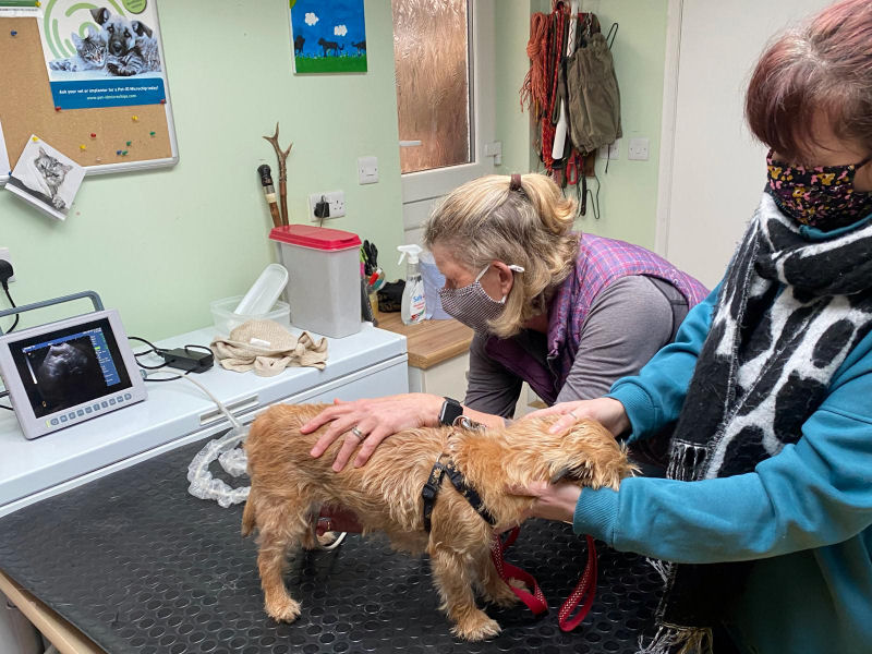 Dog Ultrasound Scan Worthing