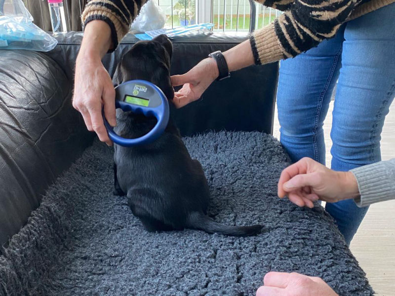 Puppy Microchipping Worthing
