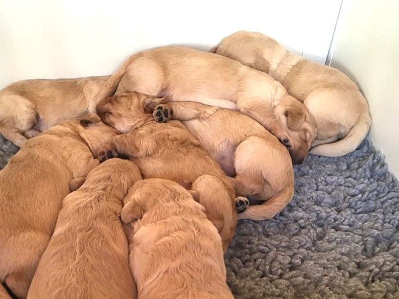 Puppy Microchipping Worthing