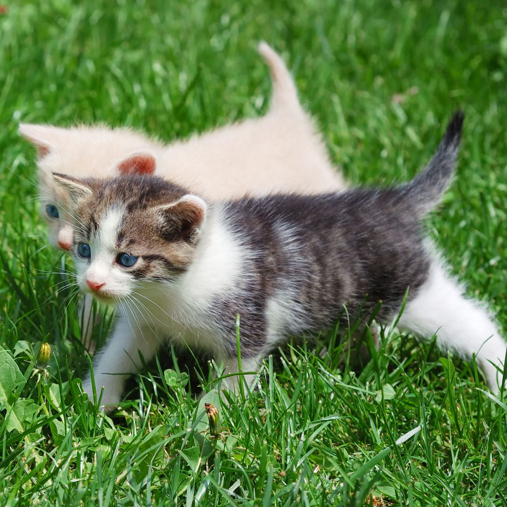 Cat Microchipping Worthing - Valley View Cattery